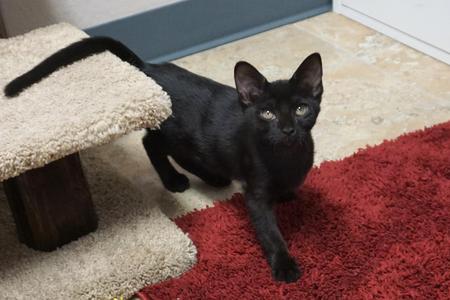 Brisa, kitten, available for adoption