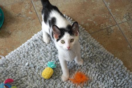 Cardinal, kitten, available for adoption