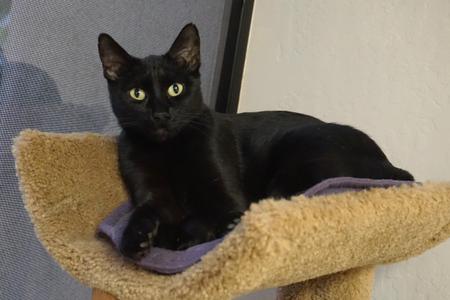 Blackie, adult, available for adoption