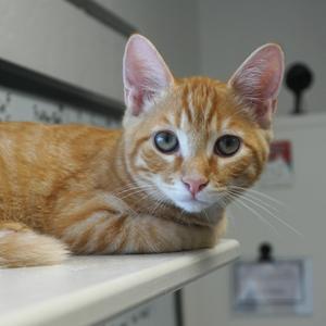 An orange tabby cat lying on a white surface, looking directly at the camera.