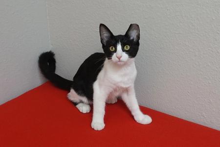 Cow, kitten, available for adoption