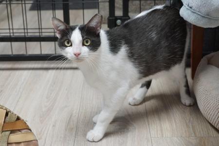 A black and white cat standing on a wooden floor, looking directly at the camera.