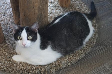 A black and white cat lying on a carpeted cat tree