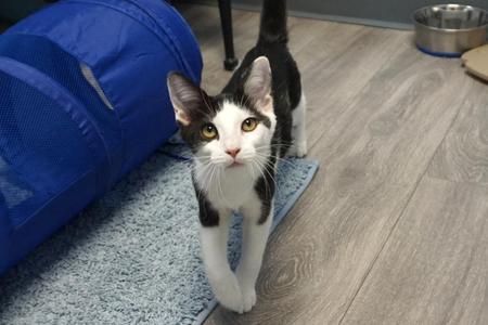 Caprice, kitten, available for adoption