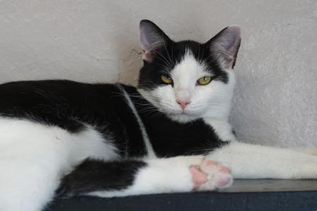 Caprice, young, available for adoption