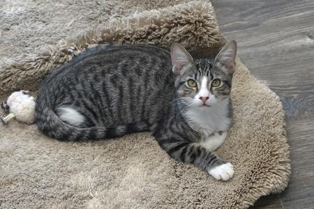 A gray tabby cat with white paws and chest is lying on a brown, fluffy rug. The cat is looking directly at the camera with its ears perked up. The background includes a wooden floor.