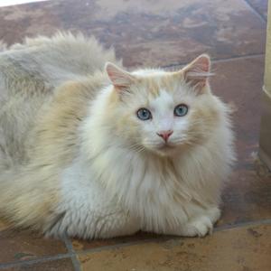 A fluffy white and cream-colored cat with blue eyes lying on a tiled floor.