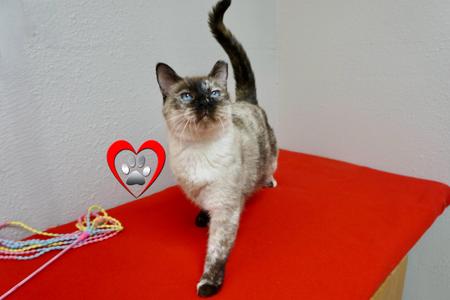 Barbara, senior, available for adoption