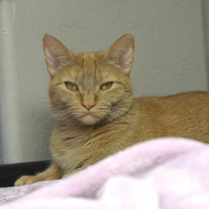 Eras, adult, available for adoption