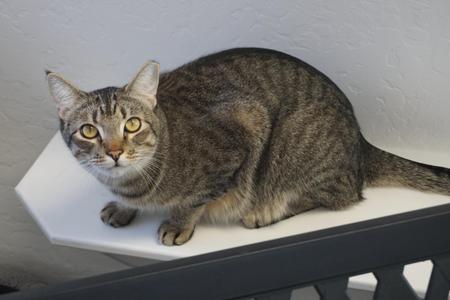 A tabby cat with yellow eyes crouches on a white shelf.