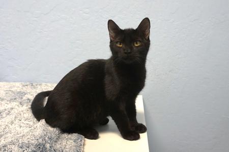 Henry II, kitten, available for adoption