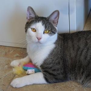 Liebchen, adult, available for adoption
