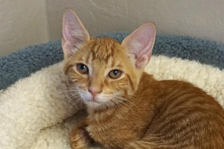 Honey Nugget, kitten, available for adoption