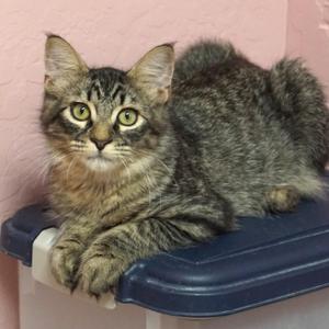 Denisovich, kitten, available for adoption