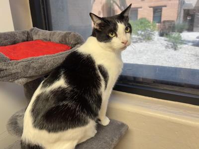 Andy W, adult, available for adoption