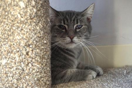 A gray tabby cat with white whiskers is peeking out from behind a textured wall, looking directly at the camera.