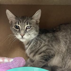 A close-up of a grey tabby cat with green eyes and a slightly tilted head, looking towards the camera. The cat is sitting on a colorful blanket.