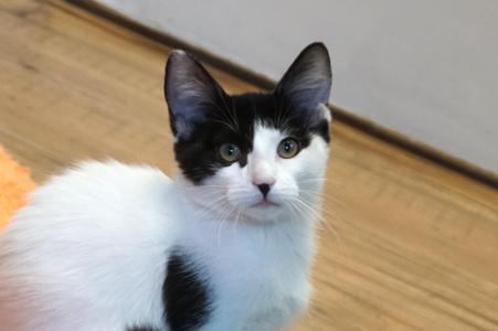 Chamomile, kitten, available for adoption