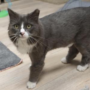 A gray and white cat standing on a wooden floor, looking directly at the camera with bright green eyes.