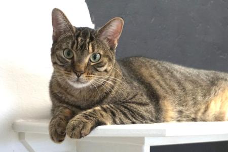 Gracie Jones, adult, available for adoption