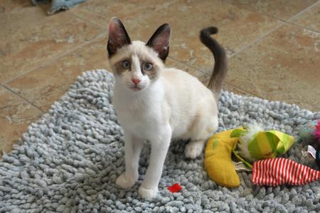 Finchy, kitten, available for adoption