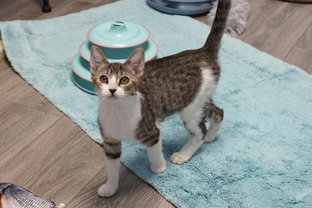 A tabby cat with white paws and chest standing on a blue rug, looking directly at the camera.