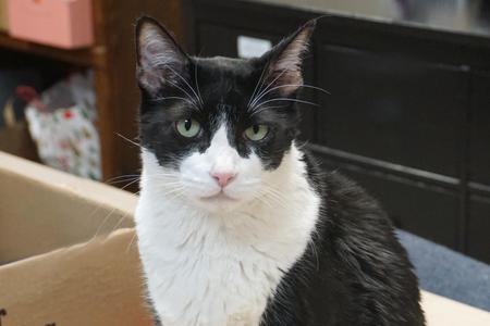 Coco IV, adult, available for adoption