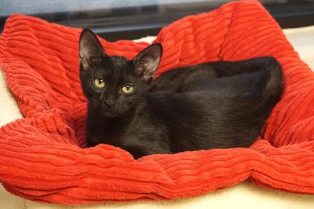 Benny Beanie, kitten, available for adoption