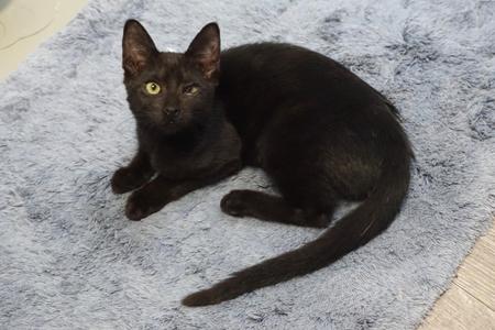 Katrina, kitten, available for adoption