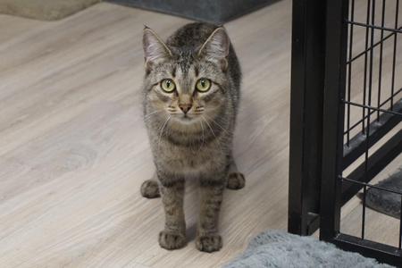 A tabby cat standing on a wooden floor next to a black metal gate.