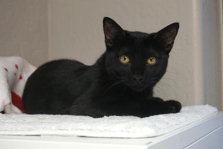 Cambria, kitten, available for adoption