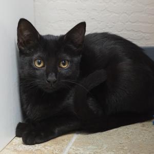 Cambria, kitten, available for adoption