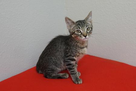 George Michael, kitten, available for adoption