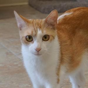 Gemma, adult, available for adoption