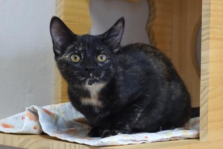 Adventurefuls Addie, kitten, available for adoption