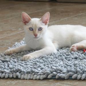 A white cat with blue eyes lying on a gray rug.