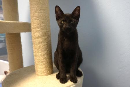 Corvair, kitten, available for adoption