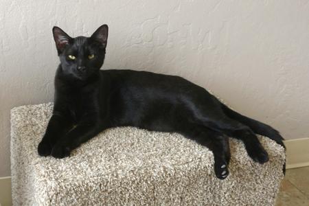 Corvair, young, available for adoption