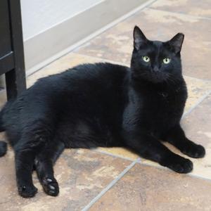 Hermann, adult, available for adoption