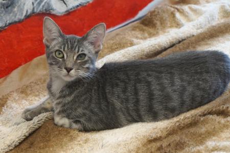 Fern Leaf, kitten, available for adoption
