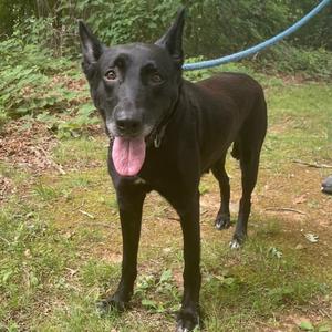 Sprinkles 26-0463, Mixed Breed (Large), adult, available for adoption
