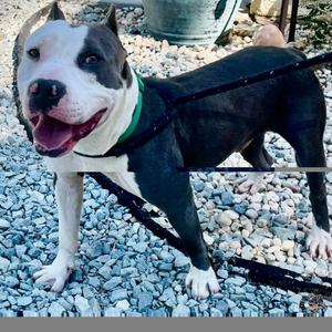 Harry Pawter 26-0742, Mixed Breed (Large), adult, available for adoption