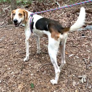 A tricolor hound dog standing on a dirt path, wearing a purple harness and leash. The dog has a white body with brown and black patches, floppy ears, and a long tail. It appears to be outdoors in a wooded area with leaves and twigs on the ground.
