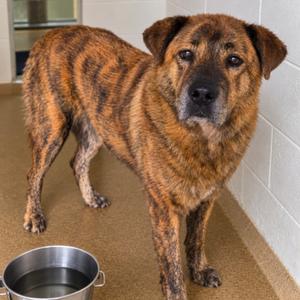 Asteria 26-0731, Mixed Breed (Large), adult, available for adoption