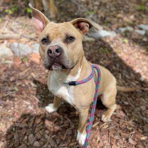 A tan pitbull mix dog with white chest and paws sits outdoors on the ground covered in mulch, wearing a colorful leash.