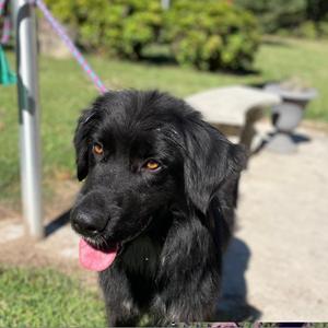 Craig 26-0730, Mixed Breed (Medium), adult, available for adoption