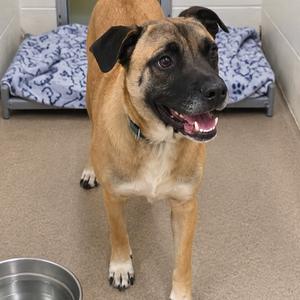 A brown and black dog with a happy expression standing on a carpeted floor, wearing a collar, with a blue patterned blanket in the background.