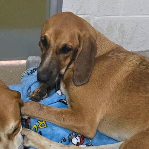 Molly 26-0777, Hound, adult, available for adoption