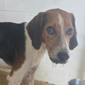 A brown and white dog with long ears standing in front of a white tiled wall.