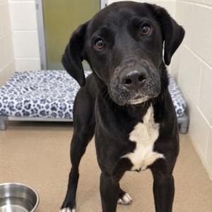 Harvest 26-0724, Mixed Breed (Medium), adult, available for adoption